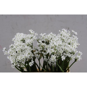 Allium Flocon (55cm)