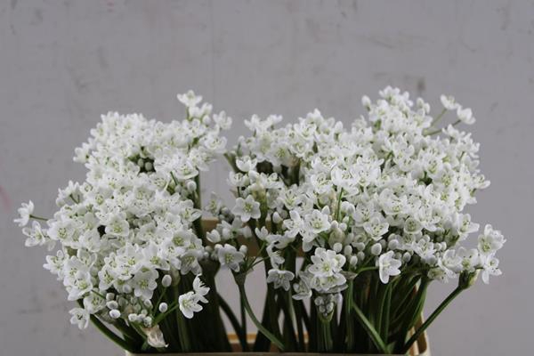 <h4>Allium Flocon (55cm)</h4>