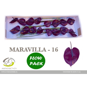 Anthurium Maravilla