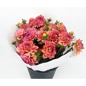 Dahlia Orange Girl