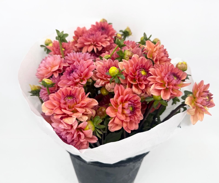 <h4>Dahlia Orange Girl</h4>