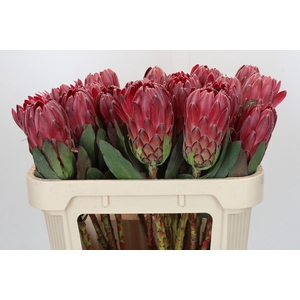 Protea Sharon