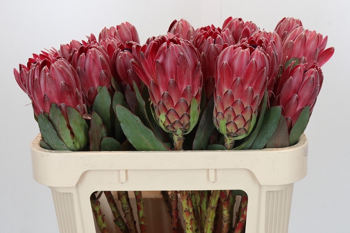 <h4>Protea Sharon</h4>