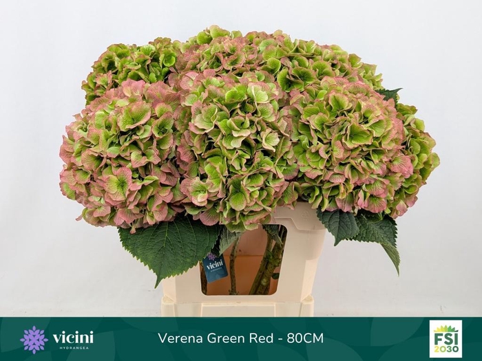 <h4>HYDR M CH VERENA CL</h4>