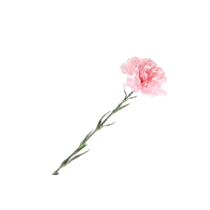 Dianthus Pink FL440050PNK