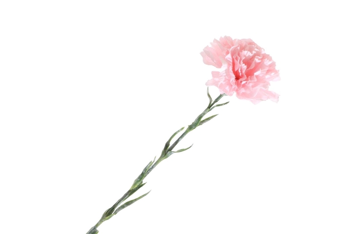<h4>Dianthus Pink FL440050PNK</h4>