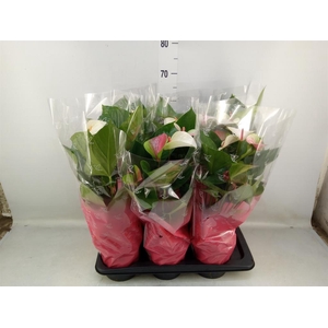 Anthurium andr. 'Fantasy Love'