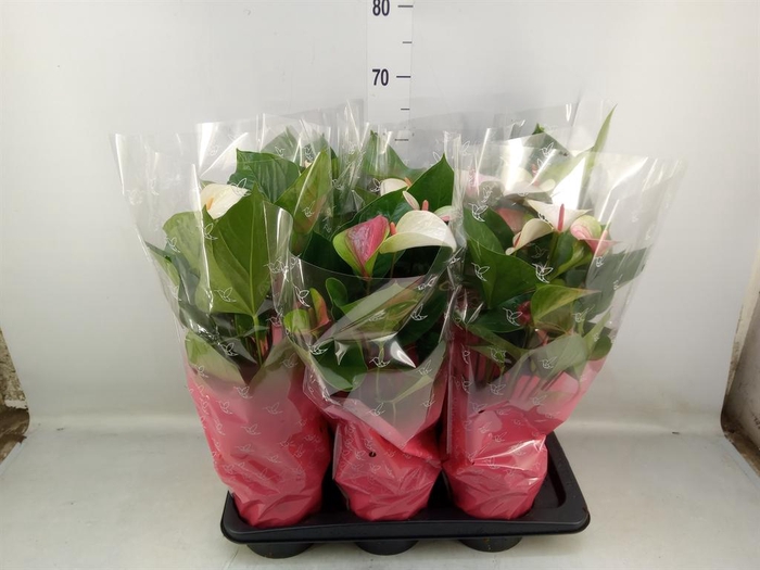 <h4>Anthurium andr. 'Fantasy Love'</h4>
