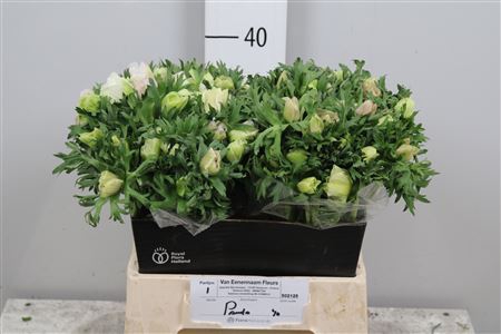 <h4>Anem Co Mar Panda</h4>