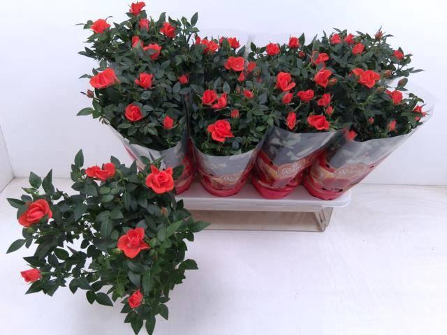 <h4>RO FAV RO ORANGE</h4>