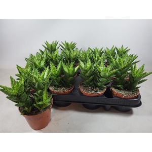 ALOE OV
