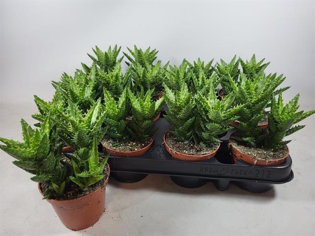 <h4>ALOE OV</h4>
