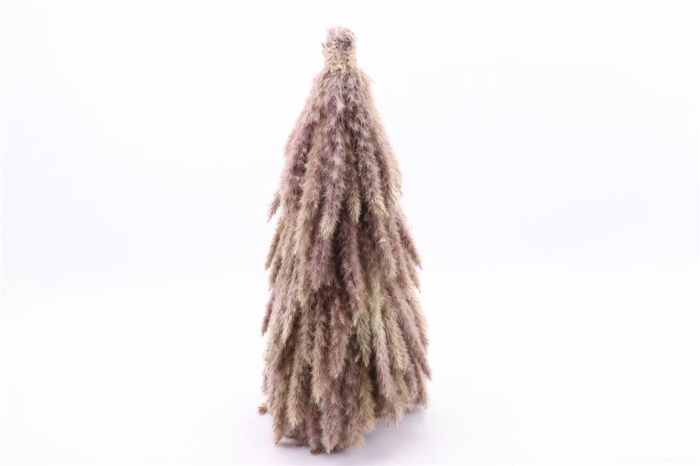 <h4>Tree Pampas H50d25</h4>