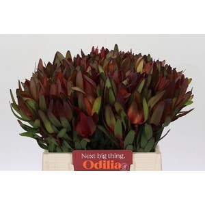 Leucadendron Safari Sunset