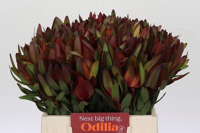 <h4>Leucadendron Safari Sunset</h4>