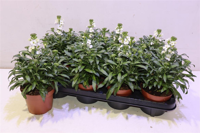 <h4>arr8 Erys Ley White</h4>