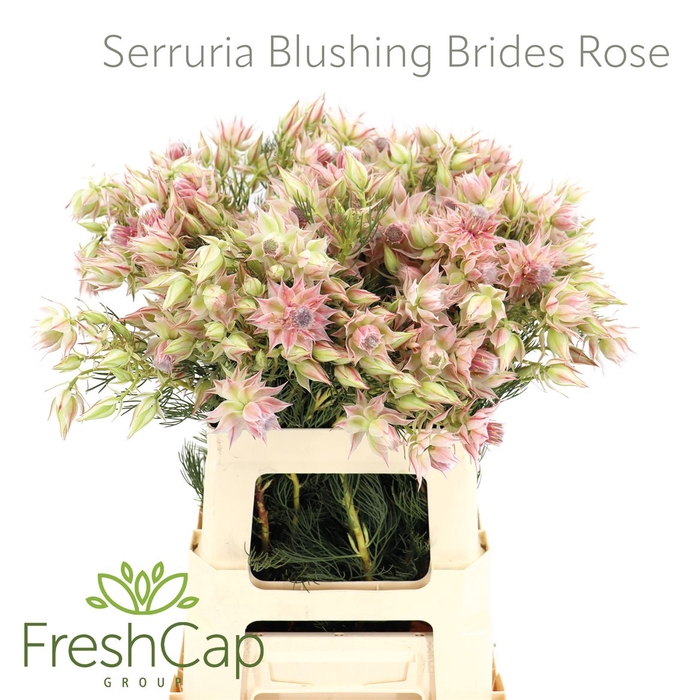 <h4>Serruria Blushing Brides Rose 4-5 Flwrs</h4>