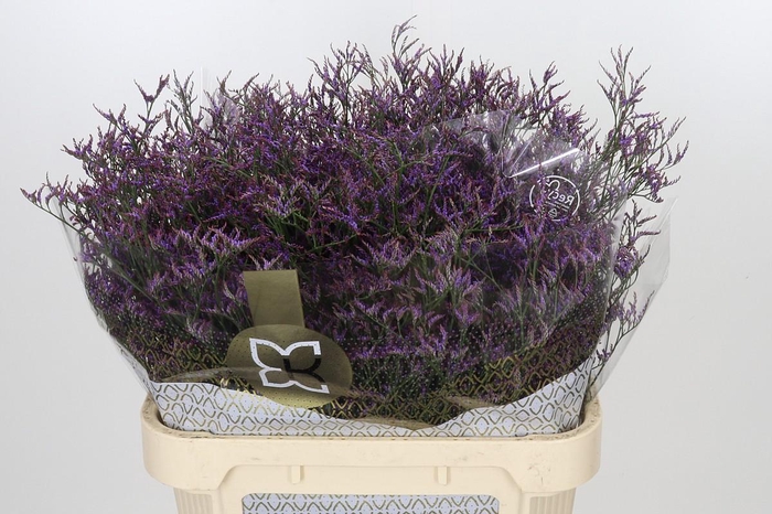<h4>Limonium ov Safora Dark Blue</h4>