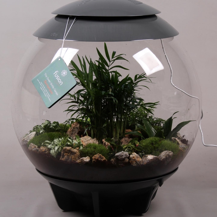 <h4>Terrarium Exclusive XXL grijs met arrangement</h4>