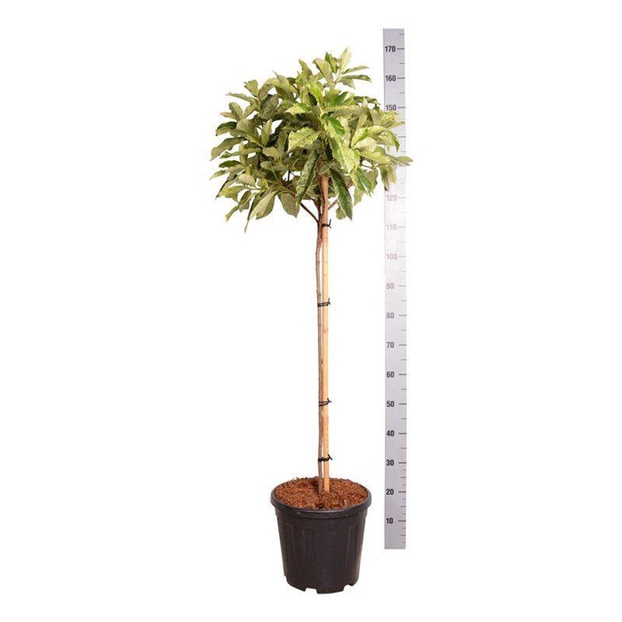 <h4>Photinia serr. 'Pink Crispy' ®</h4>