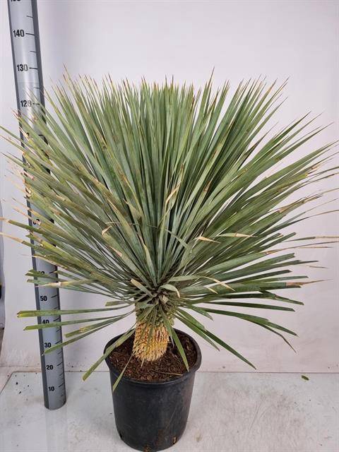 YUC ROSTRATA