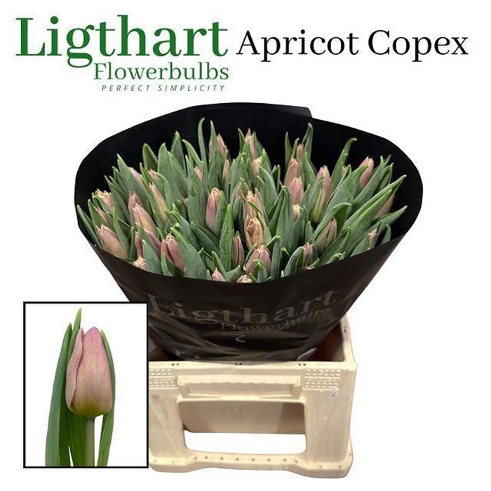 <h4>Tulipa si apricot copex</h4>