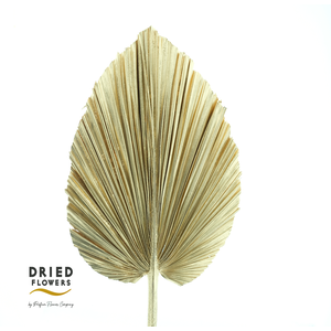 Dried Bleached Palmetto XL Champagne