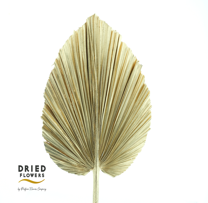 Dried Bleached Palmetto XL Champagne