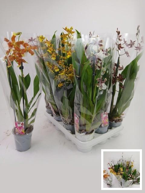 <h4>ORCHIDEEEN GEM</h4>