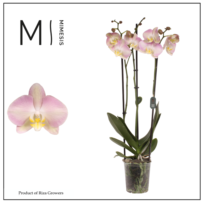 <h4>Mimesis Phal. Rainbow - 3 spike 12cm</h4>