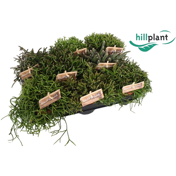 <h4>Rhipsalis gemengd 10,5 cm</h4>