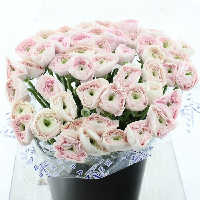 <h4>Ran Su Sr Hanoi Super</h4>