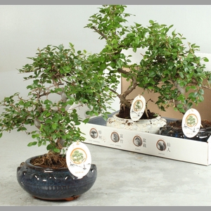 BONSAI GEM