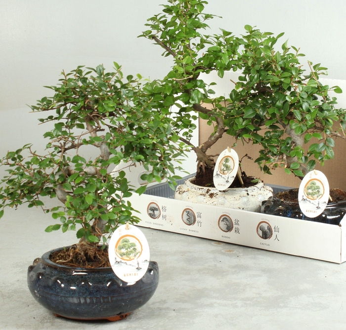 <h4>BONSAI GEM</h4>