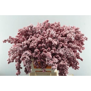 Peper Bes Op Stok Zz Icy Rood