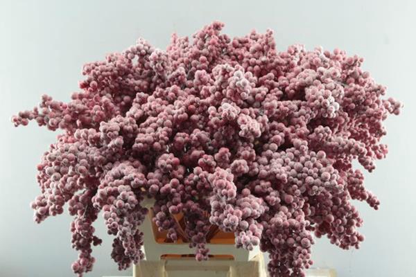 <h4>Peper Bes Op Stok Zz Icy Rood</h4>