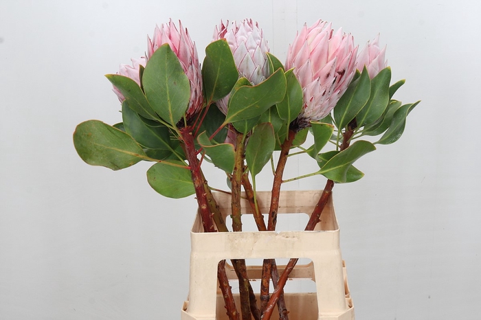 <h4>Protea Cynaroides</h4>