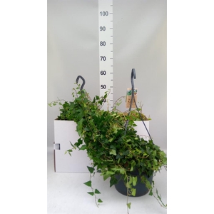 Hedera helix 'Anna'