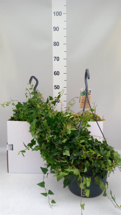 <h4>Hedera helix 'Anna'</h4>