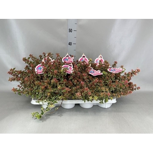 Abelia   ...