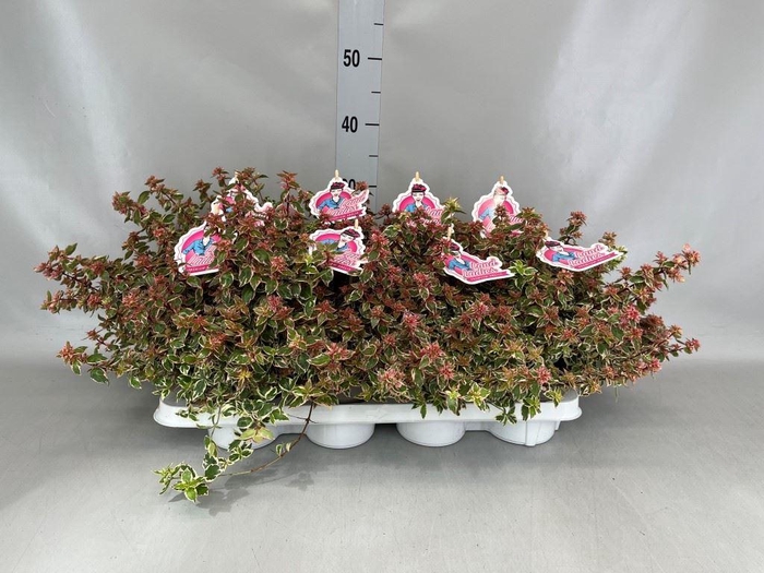 <h4>Abelia ...</h4>