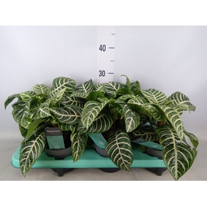 Aphelandra squar.