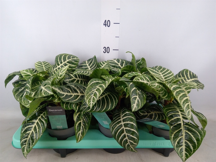 <h4>Aphelandra squar.</h4>
