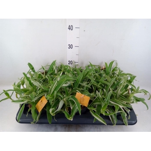 Murdannia loriformis 'Bright Star'