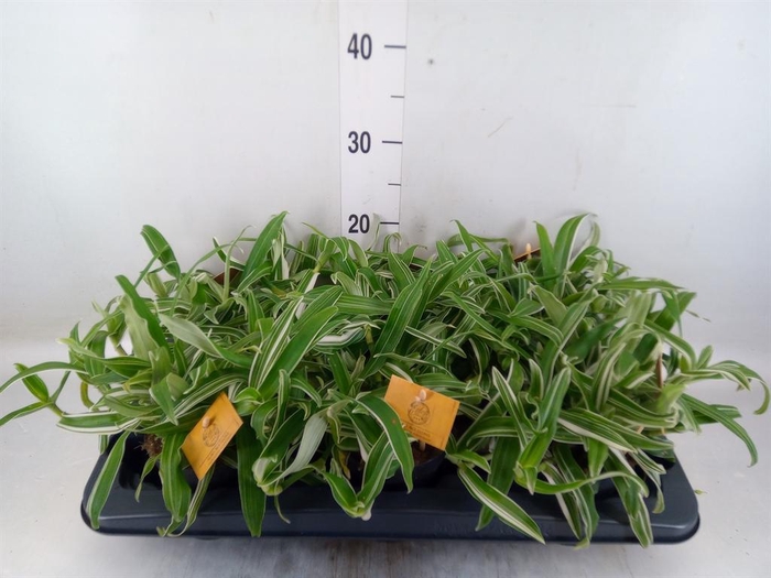 <h4>Murdannia loriformis 'Bright Star'</h4>