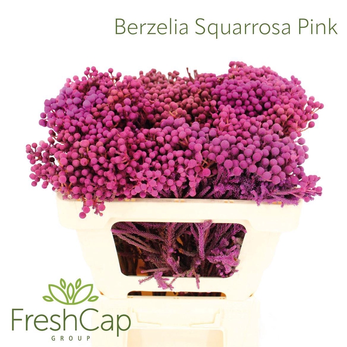 <h4>Berzelia Squarrosa Pink</h4>