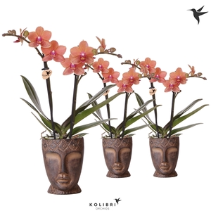 Kolibri Orchids Phalaenopsis orange 2 spike in Totem Mask pot