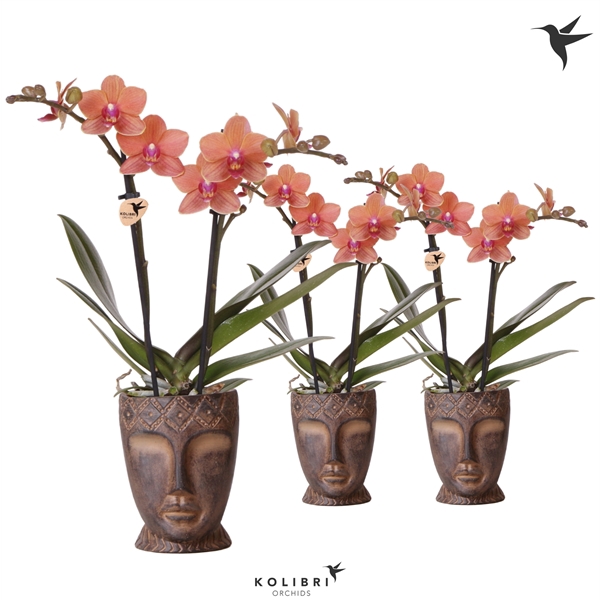 <h4>Kolibri Orchids Phalaenopsis orange 2 spike in Totem Mask pot</h4>