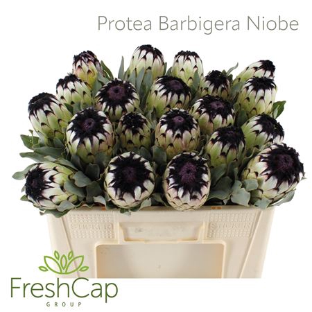 Protea Barbigera Niobe