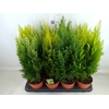 Conifers   ...mix